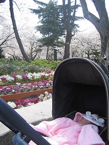 住吉公園の桜.JPG